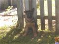 Dogs for Sale